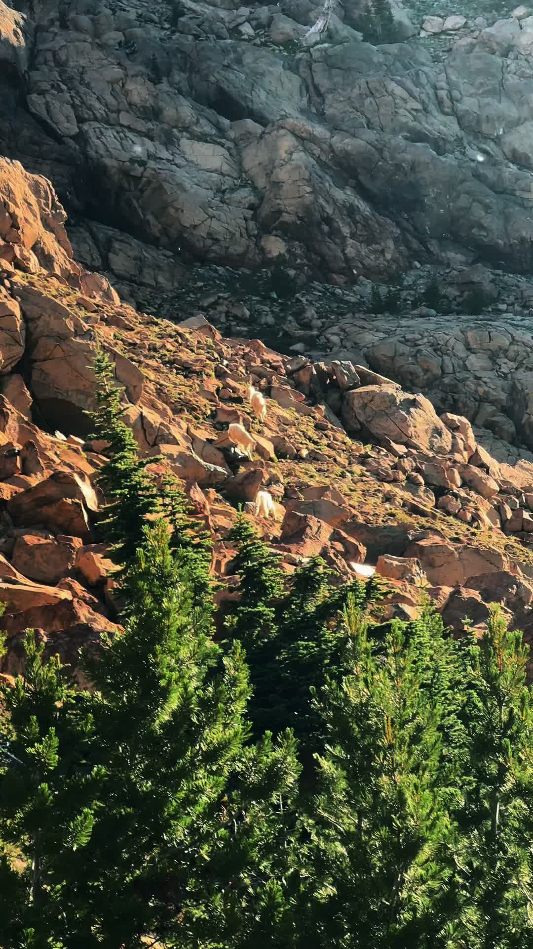@🌲 James | WA 🏔️