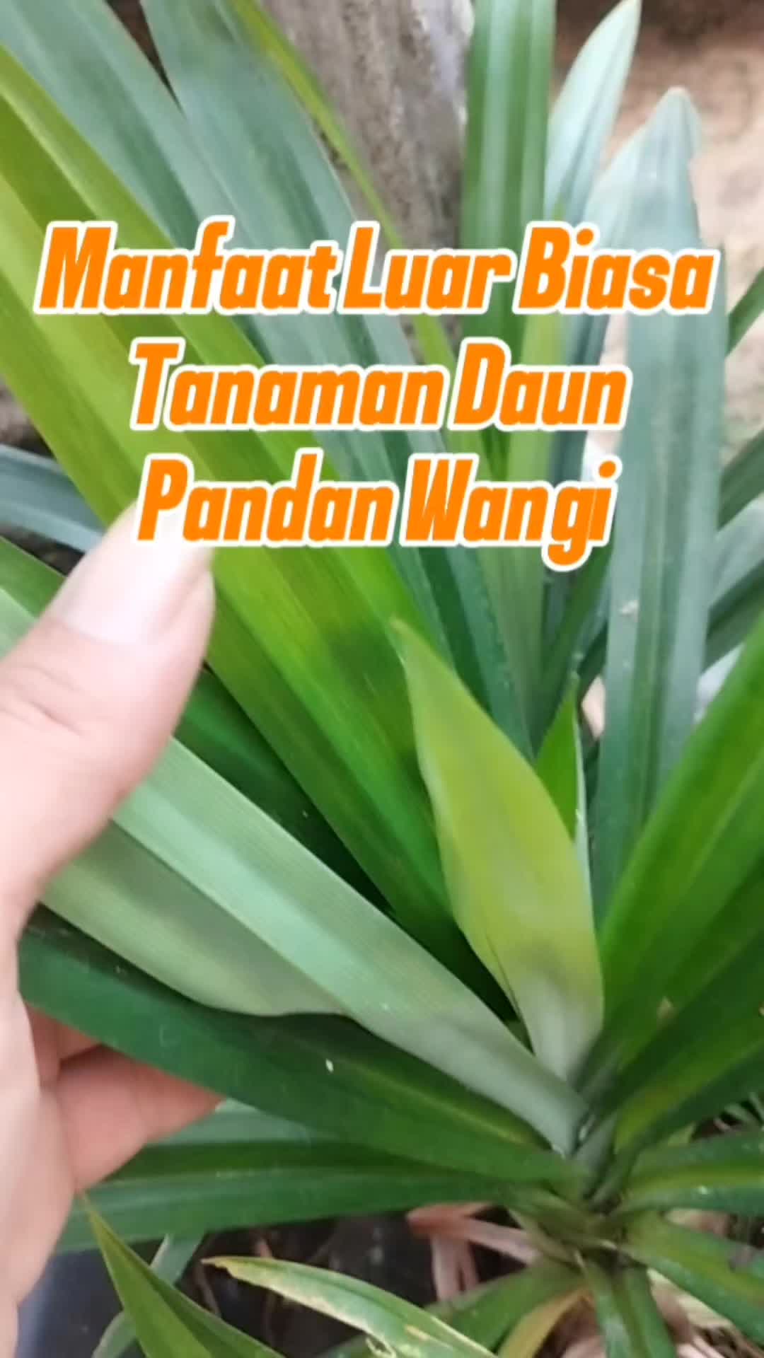 @Bukit Farming
