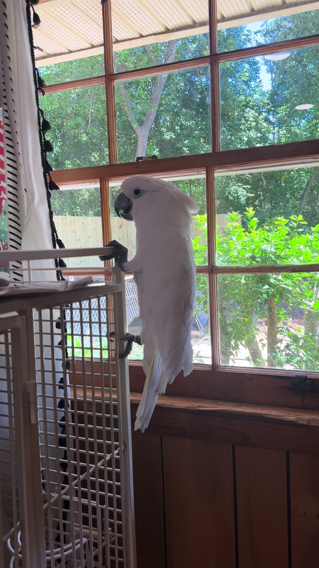 @Buster the cockatoo