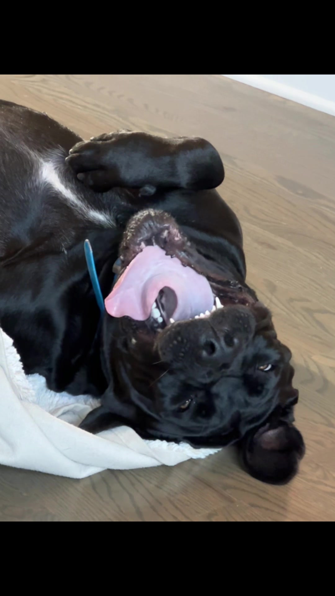@Son of Atkin&rsquo;s Cane Corso