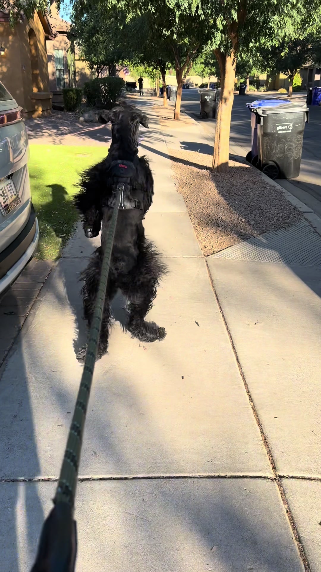 @Fiona Walks