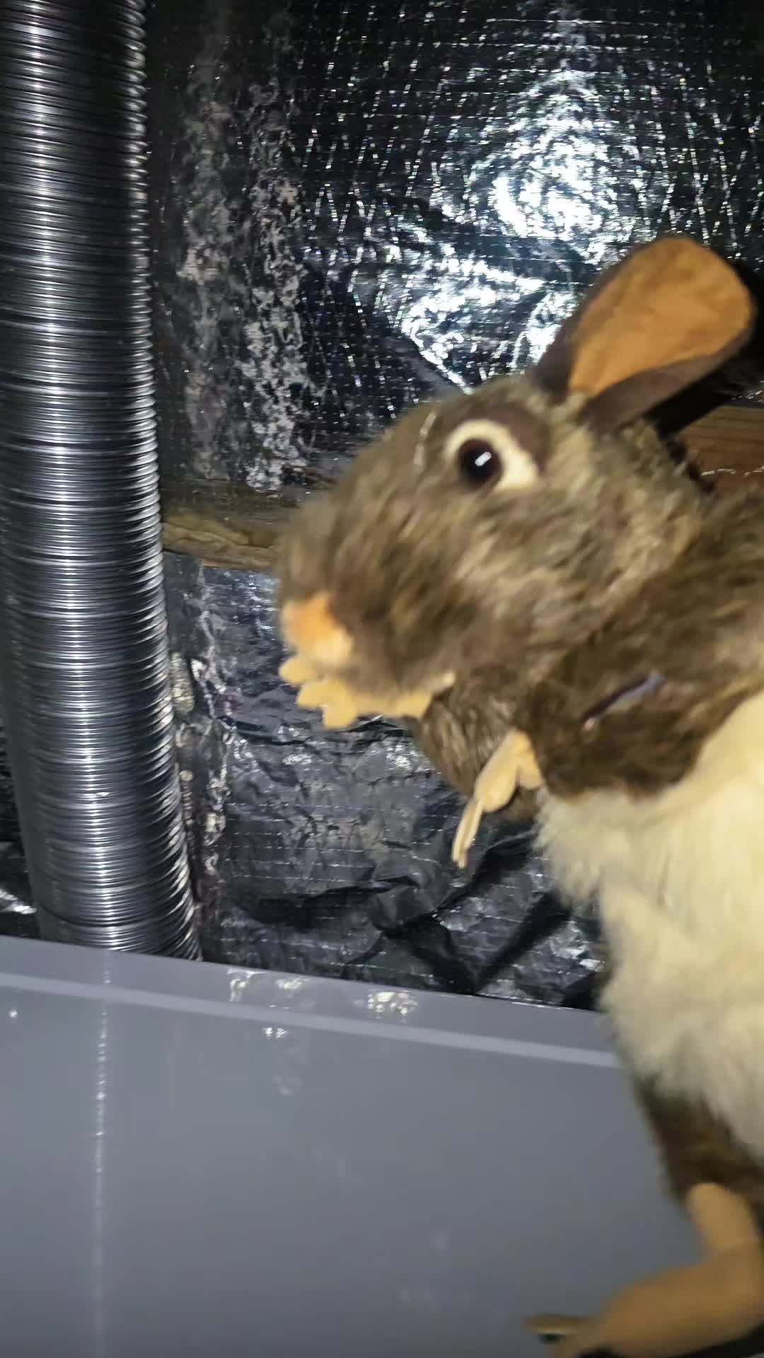 @RATATA