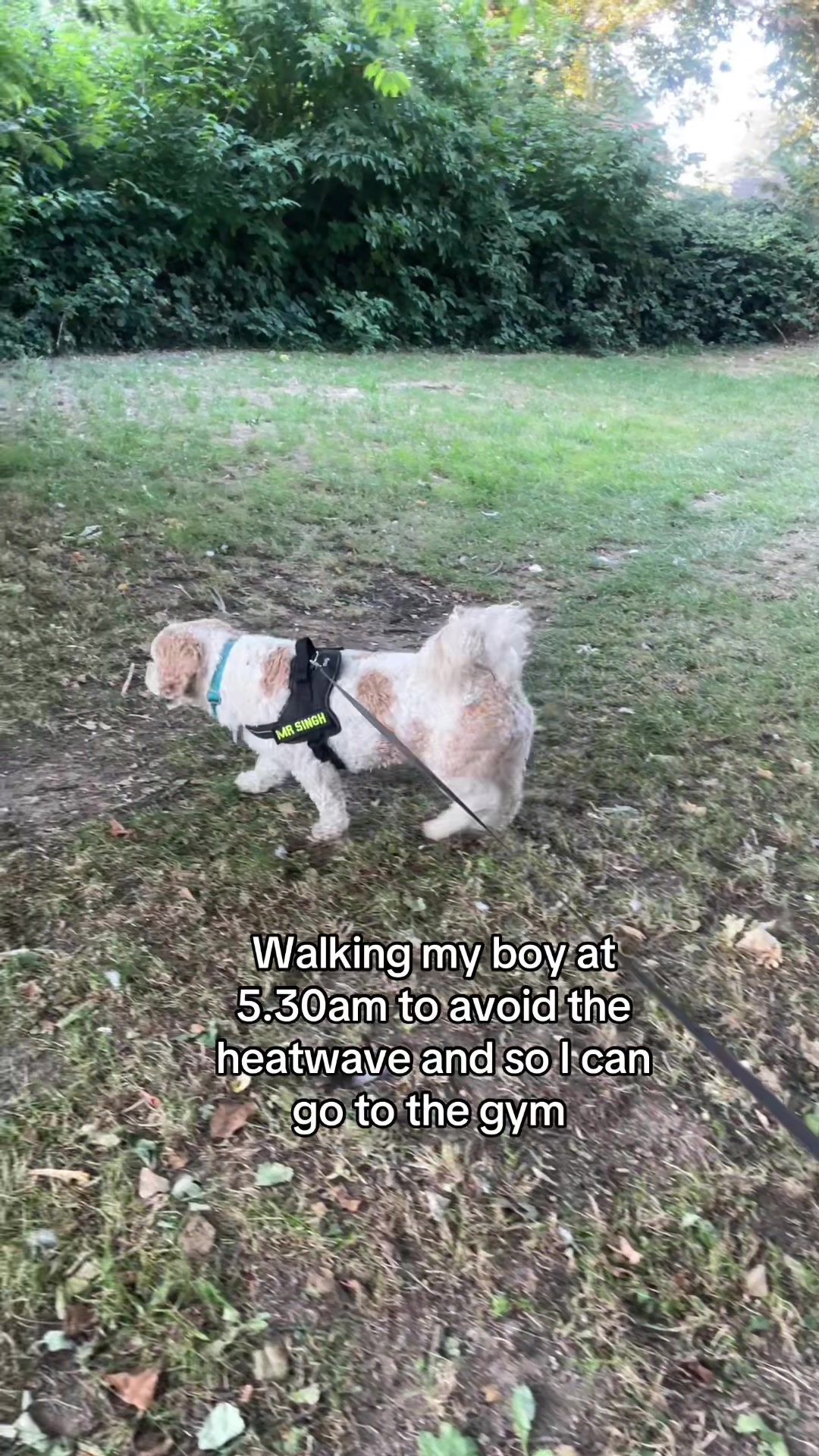 @My Cavachon