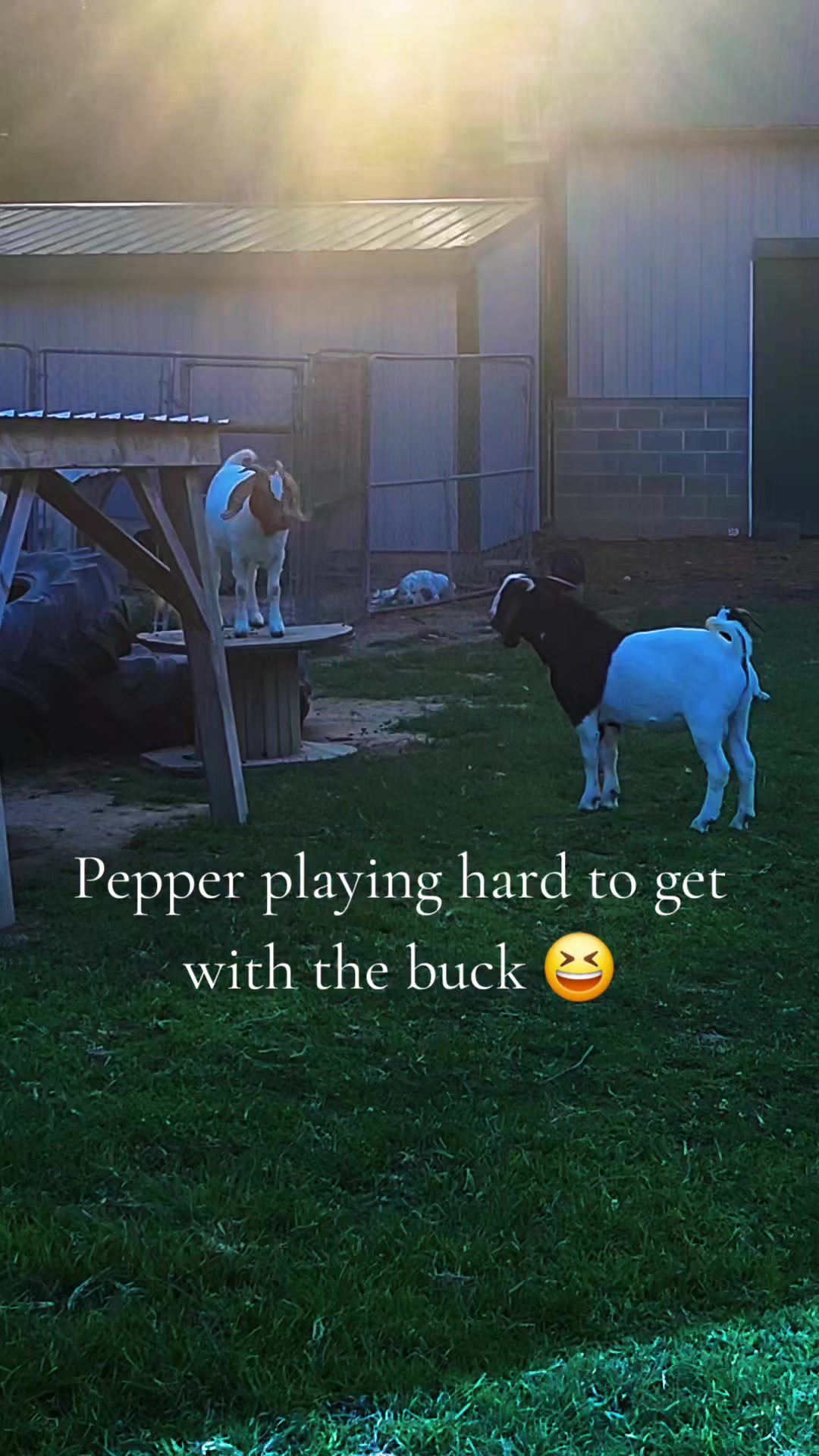 @smith__homestead33