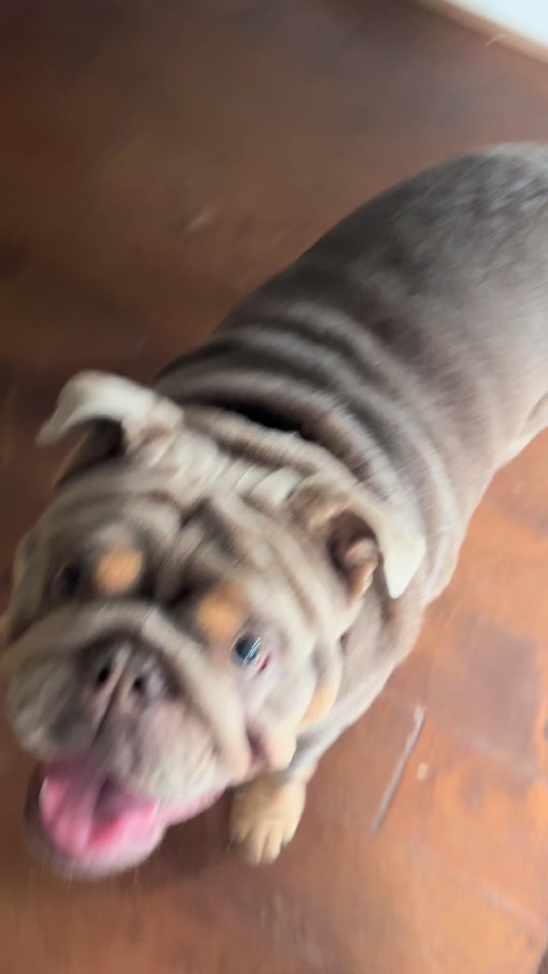 @RawlsTheBulldog