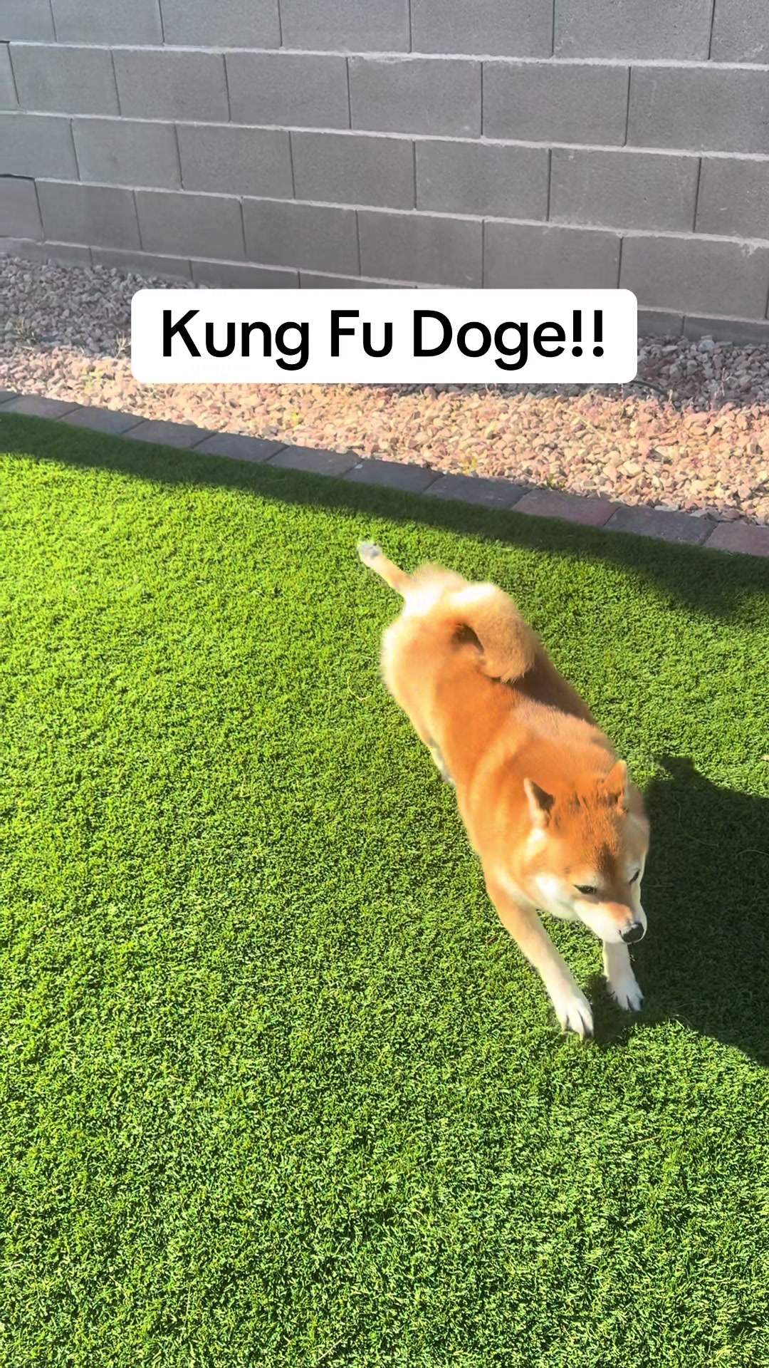 @Flock of Shibas 🐕🐕🐕