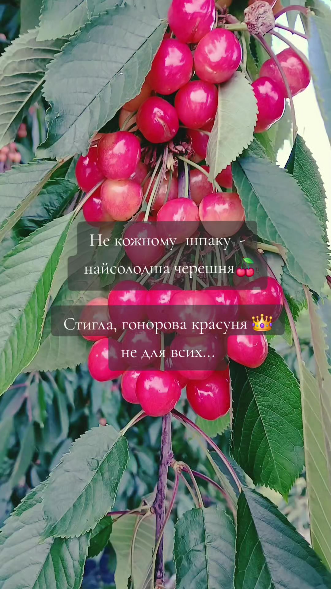 @o__oleksandr