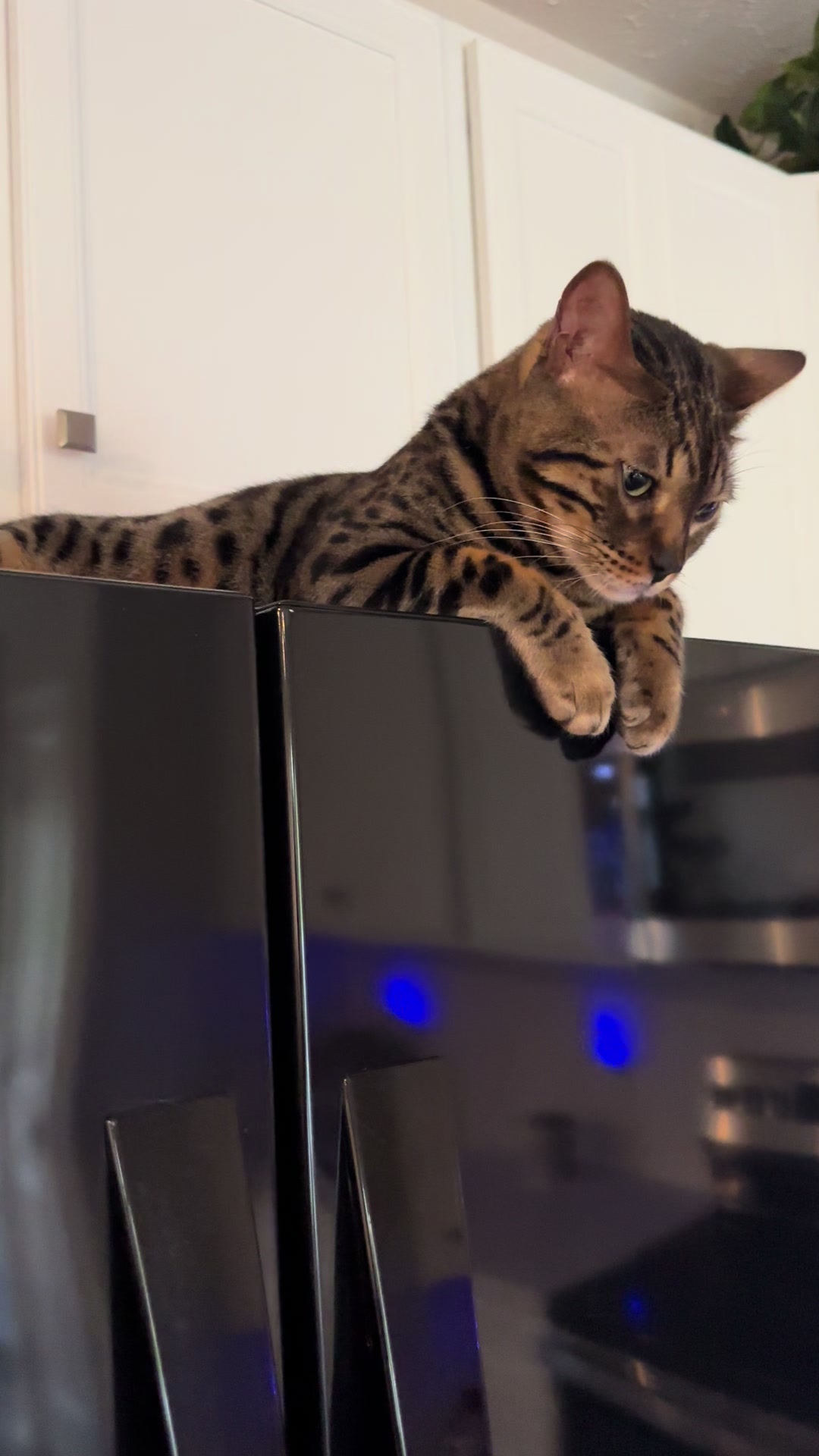 @Tiny Leopard Cats
