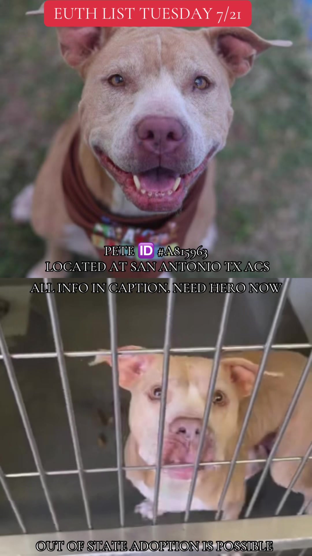 @@rescuedogs911