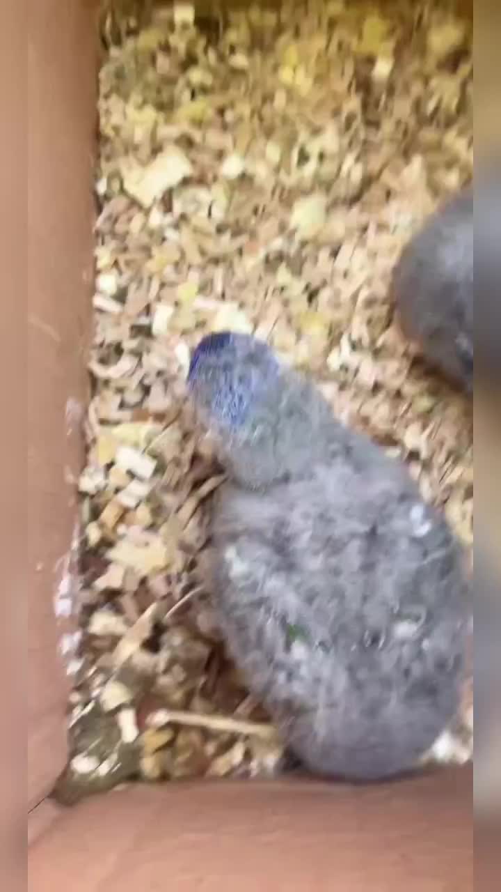 @أبو پؤلا
