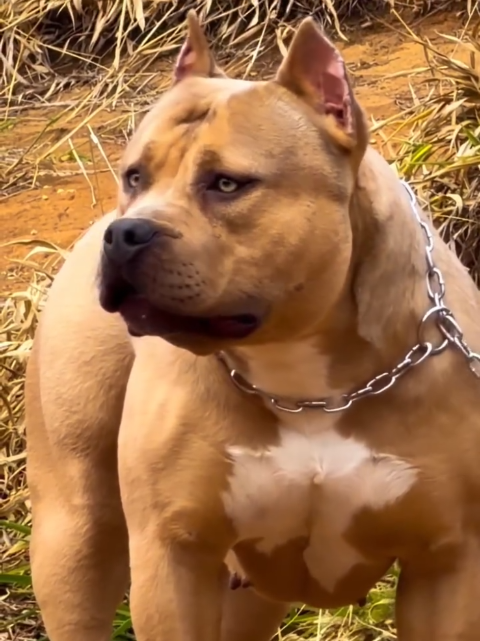 @K9 DZ