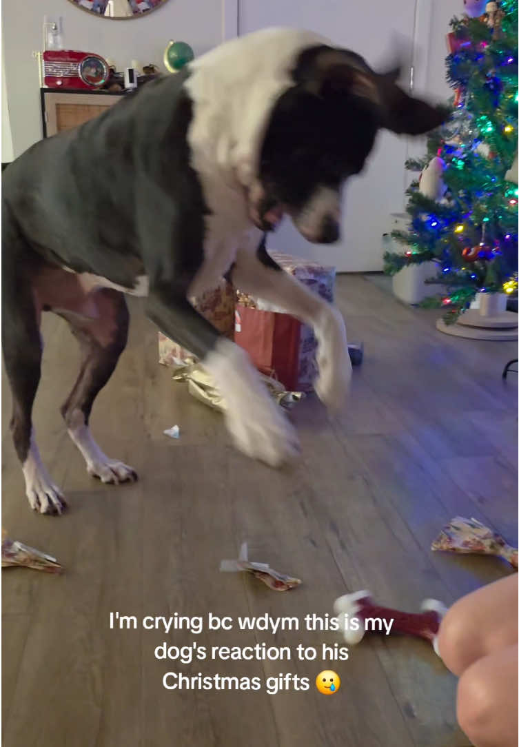@Funny dogdia80