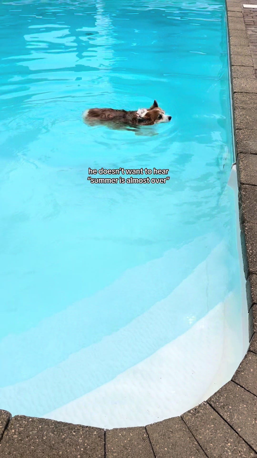 @hudsonthefluffycorgi