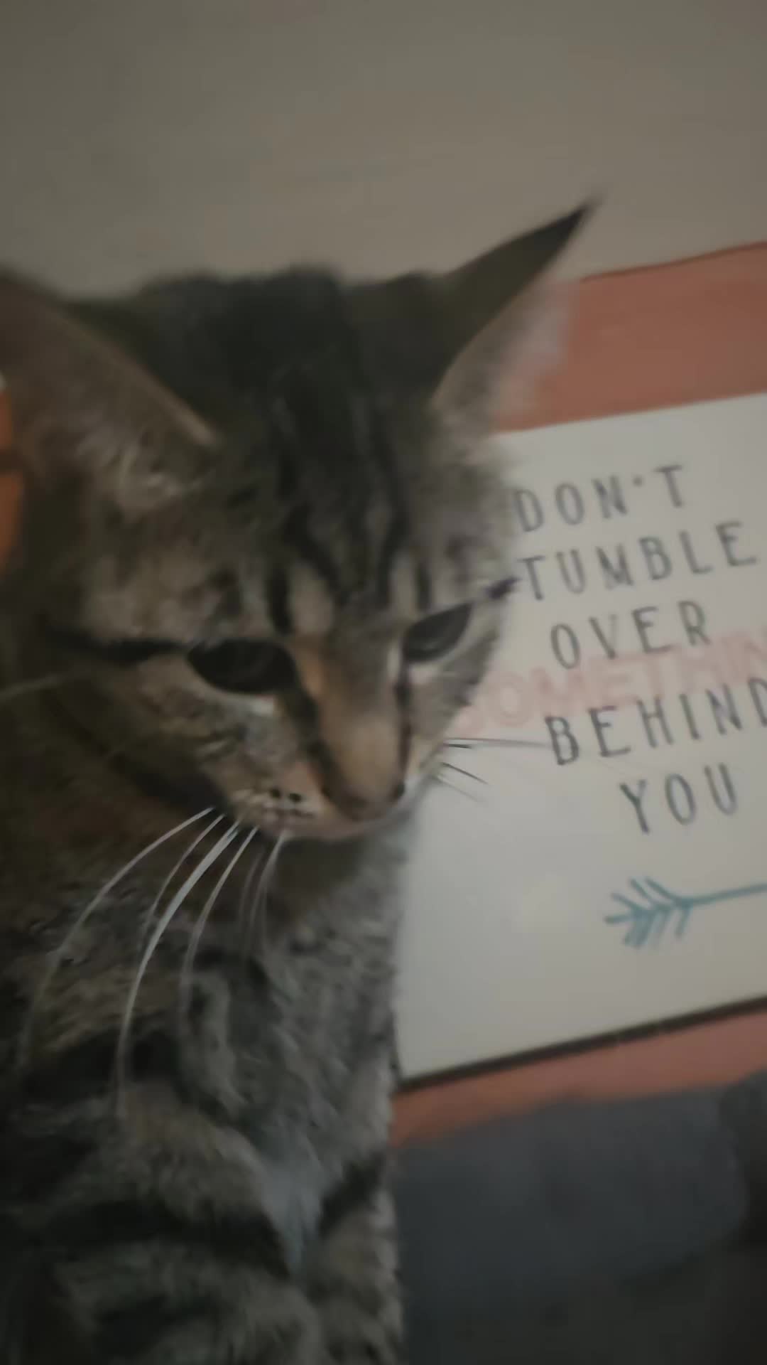 @Catgaga