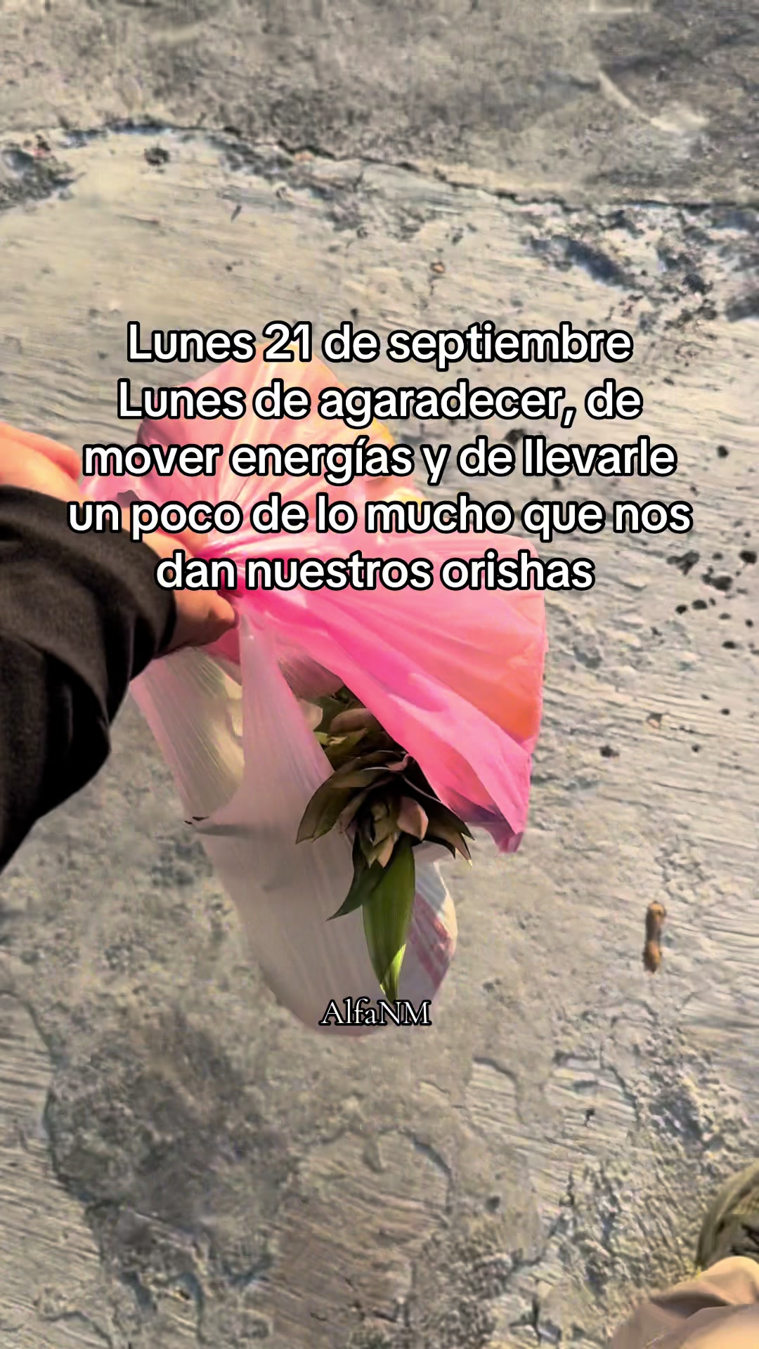 @AlfaNM.