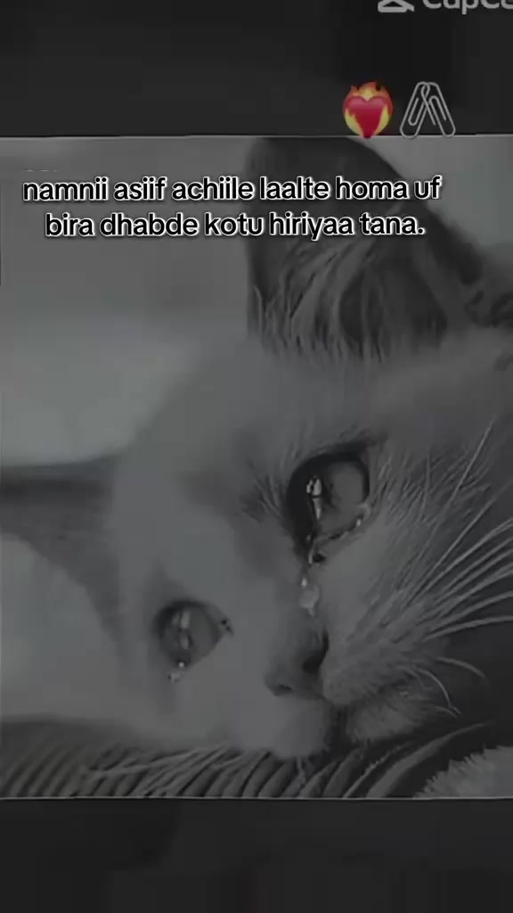 @Dammaa ๐๐