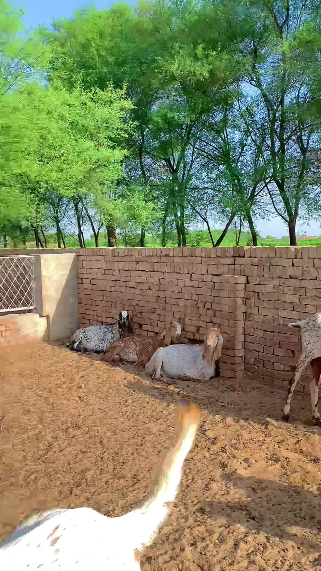 @Ayyan goat