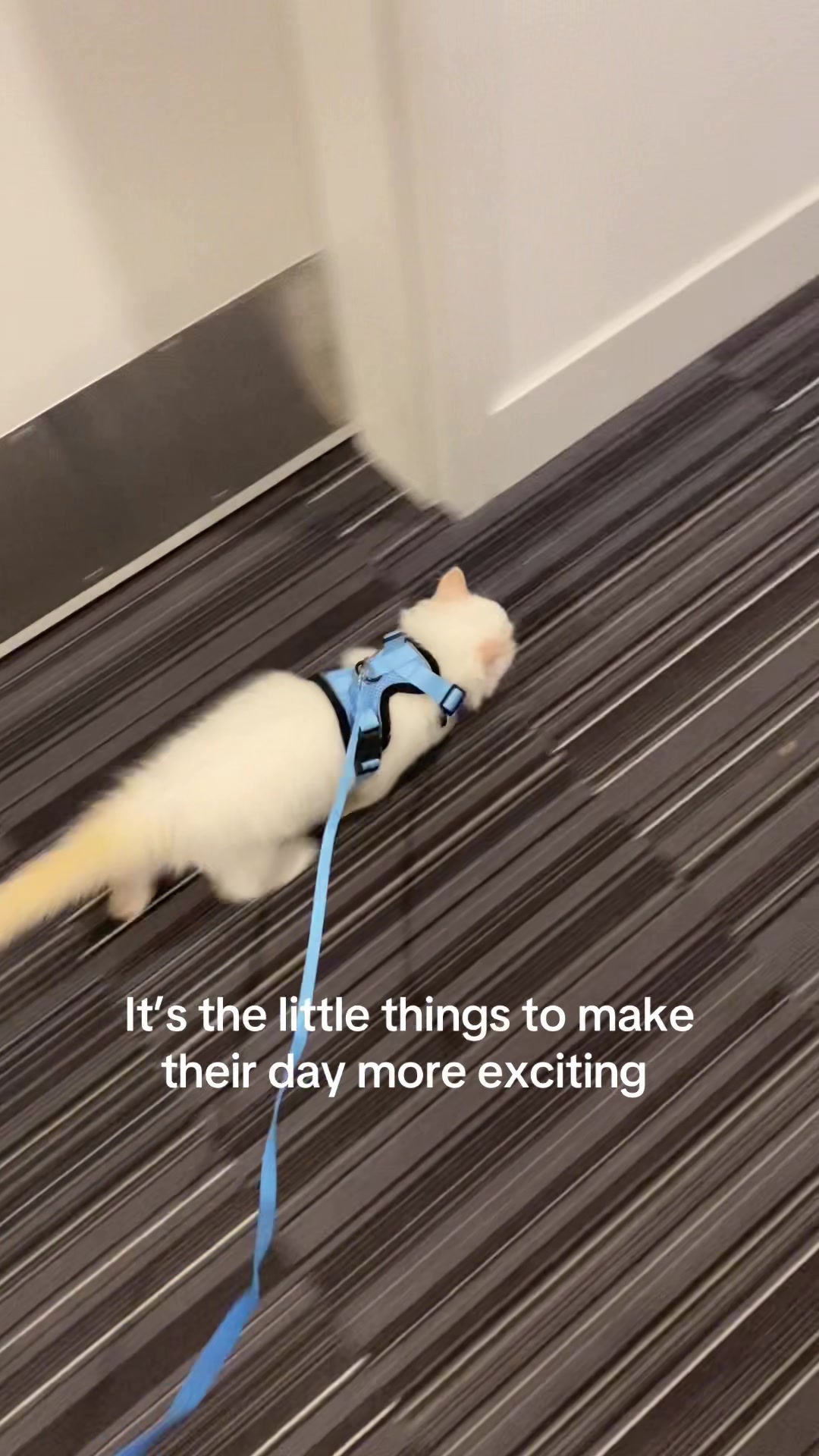 @Brody The Ragdoll Cat