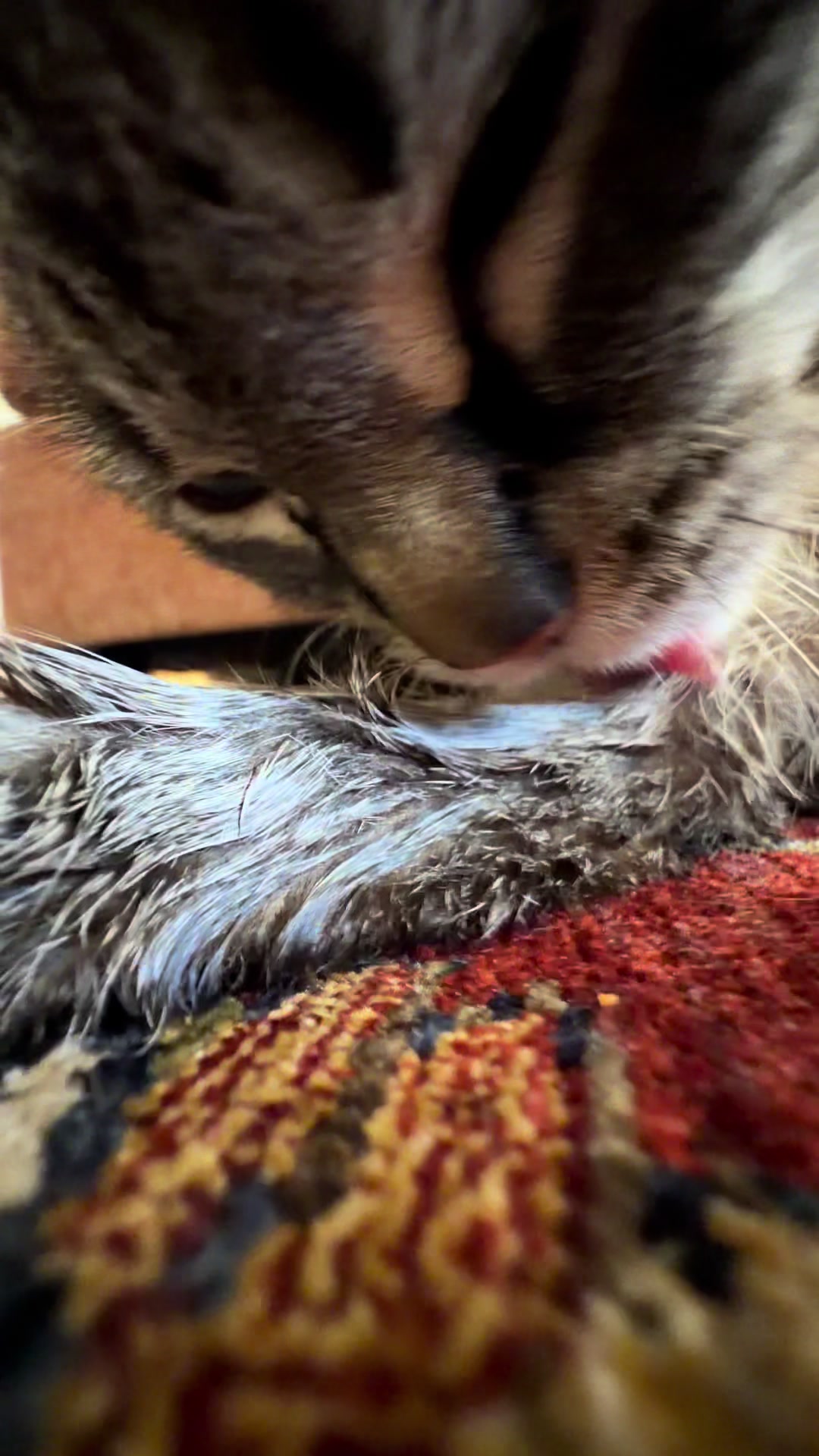 @PepperTheCat