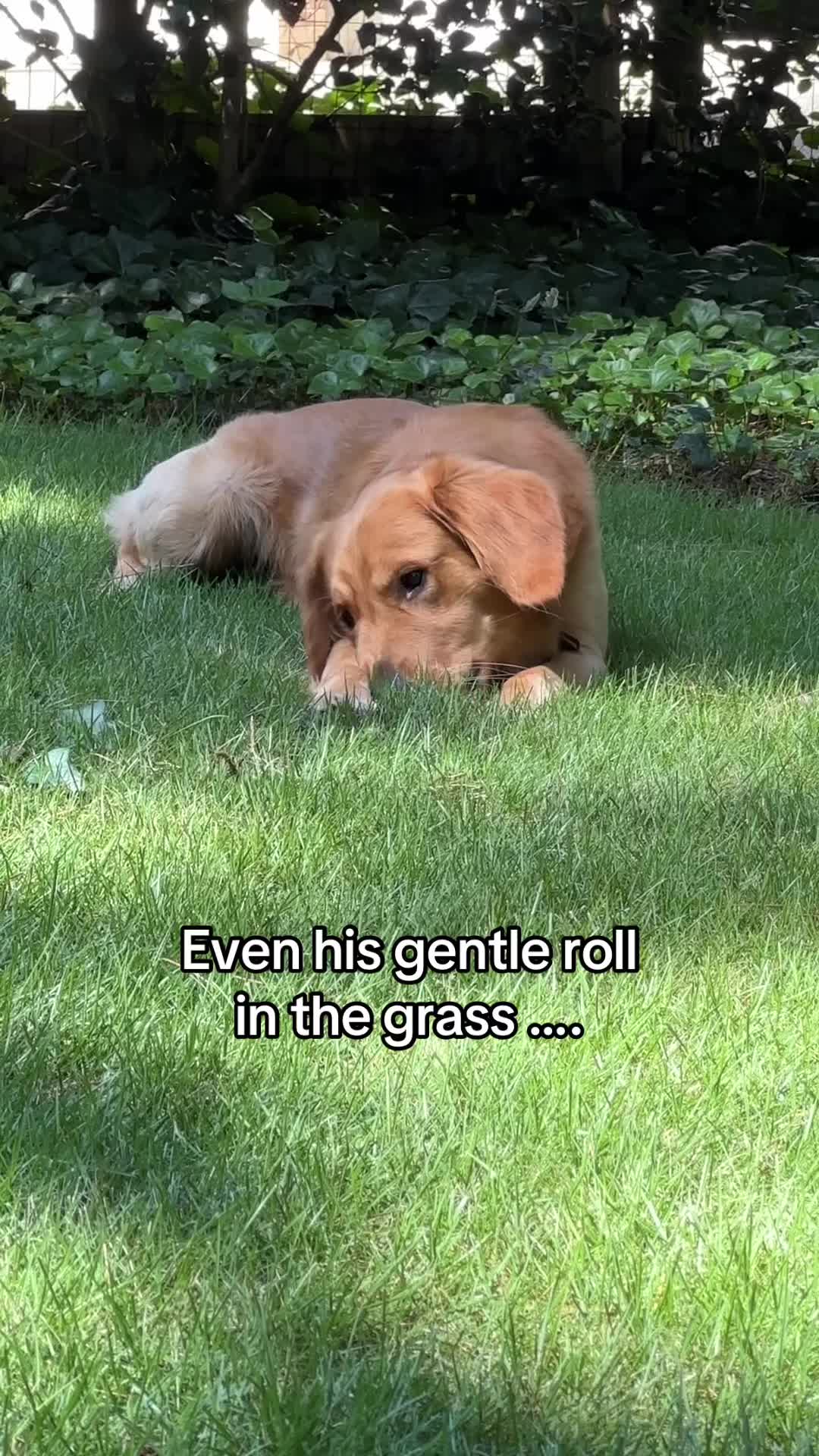 @Charlie the Golden