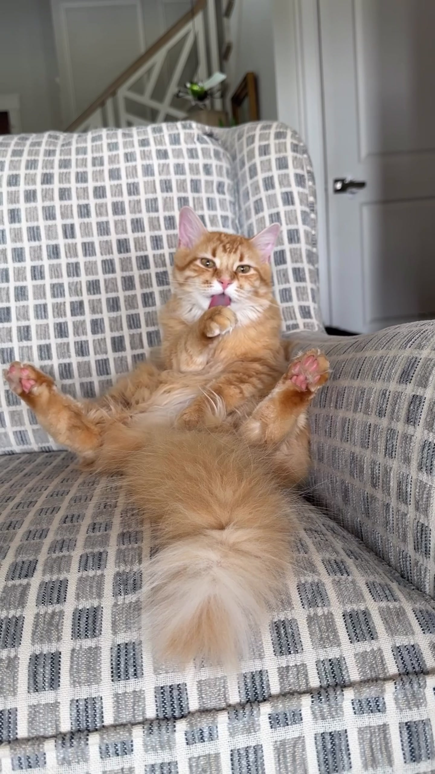 @Winnie: Maine Coon Kitty