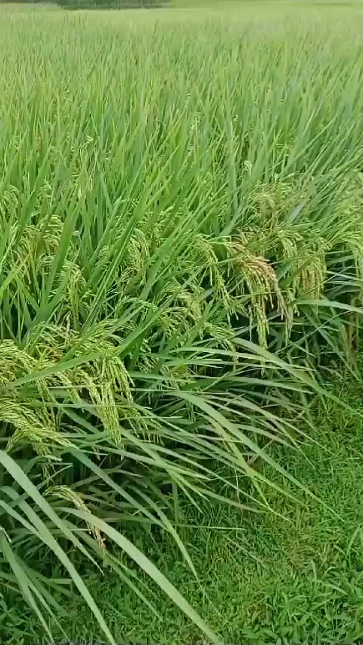 @PT. BHD INDONESIA
