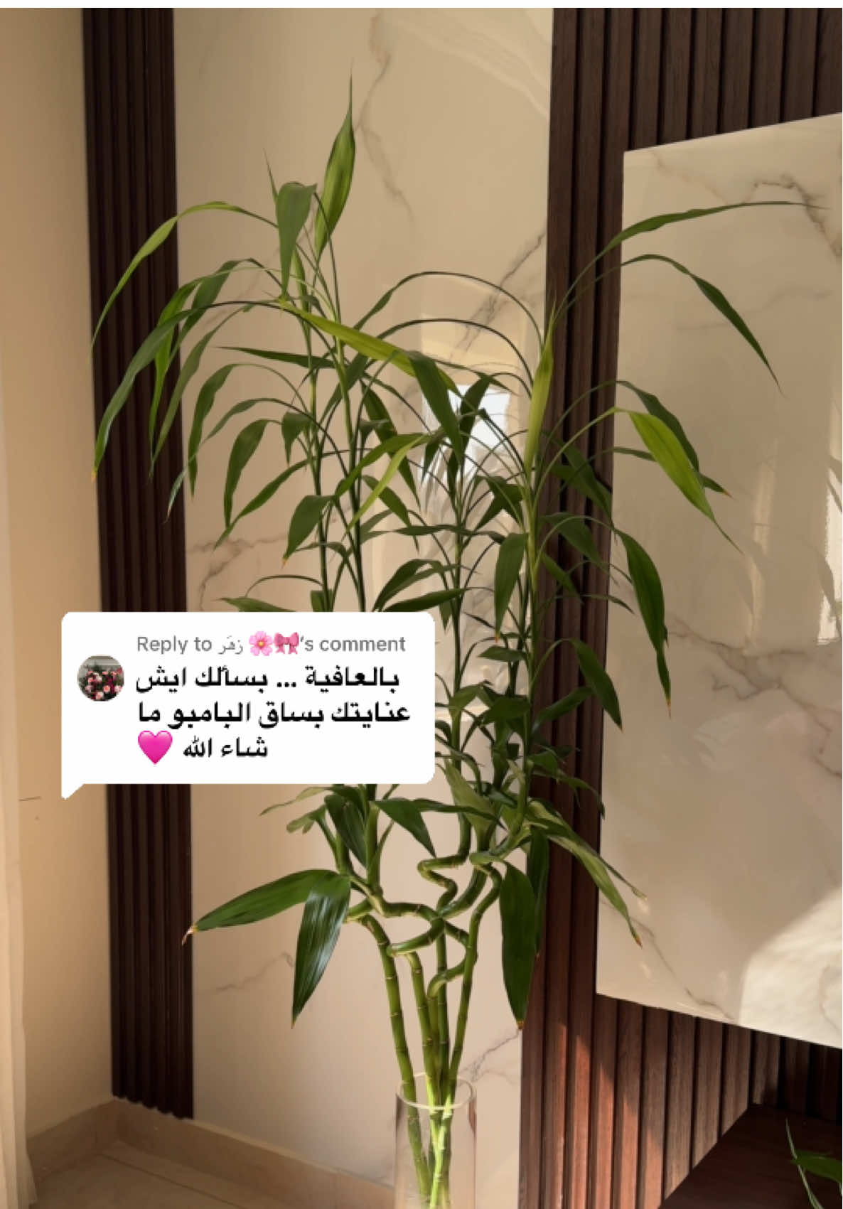 @Reem Maher🌻