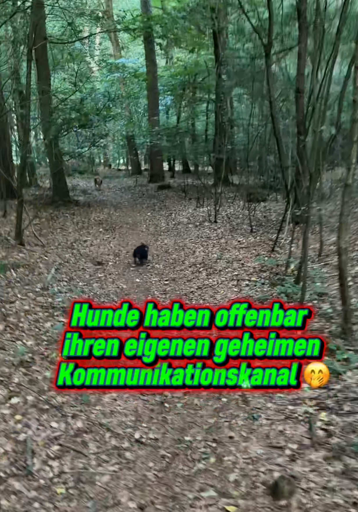 @INSAbenteuerHund