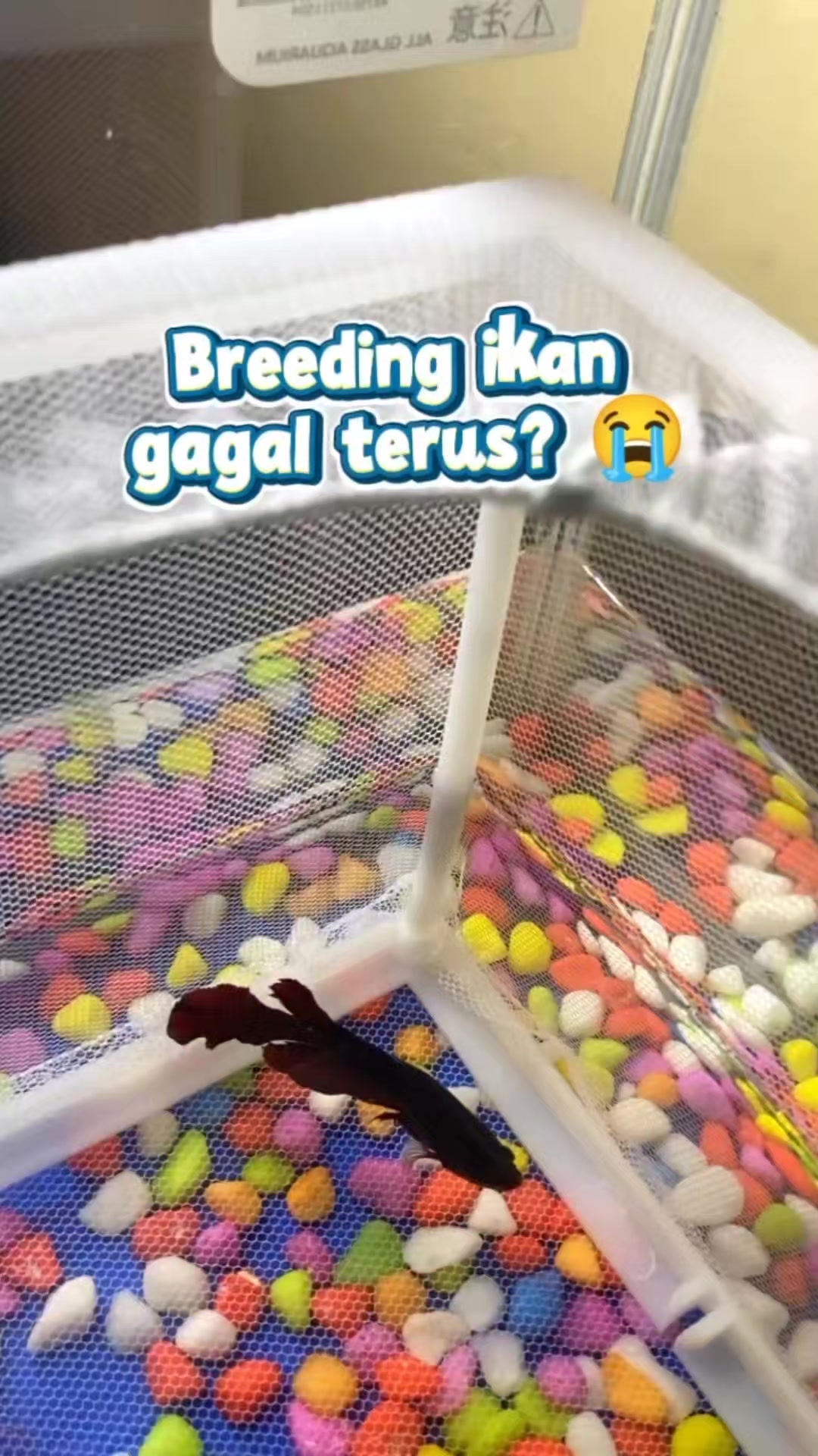@TamaGo Pet