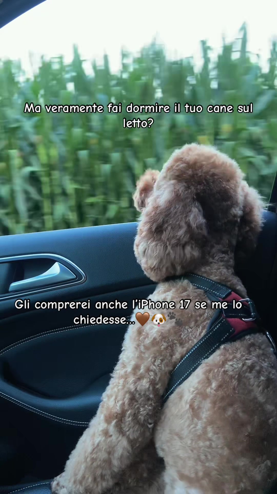 @DENISE&LUCKY🐶🎀🇺🇦