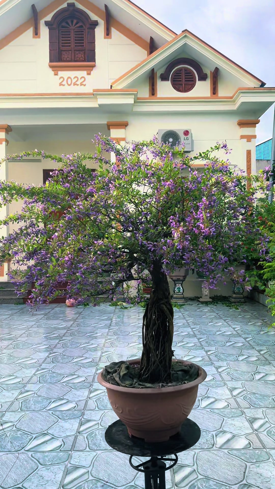@Minh Phong Bonsai