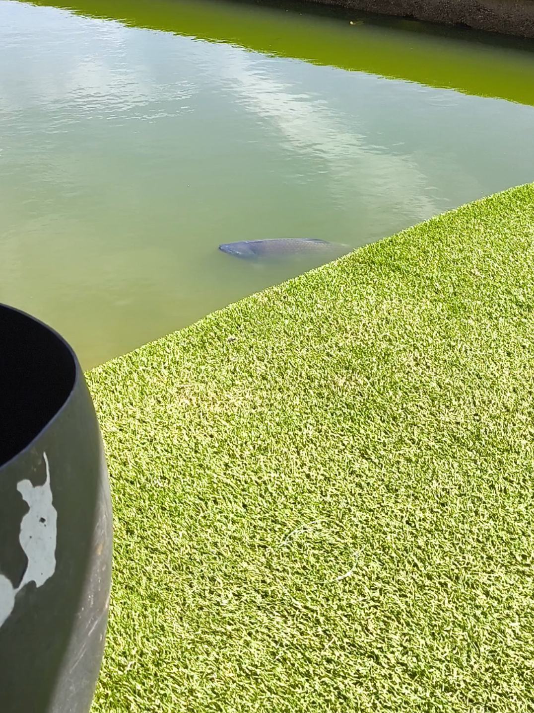 @Patrão da Pesca