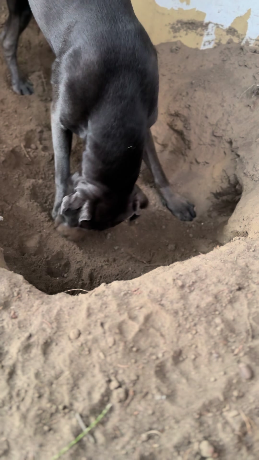 @Cane Corso Ayra 🐾