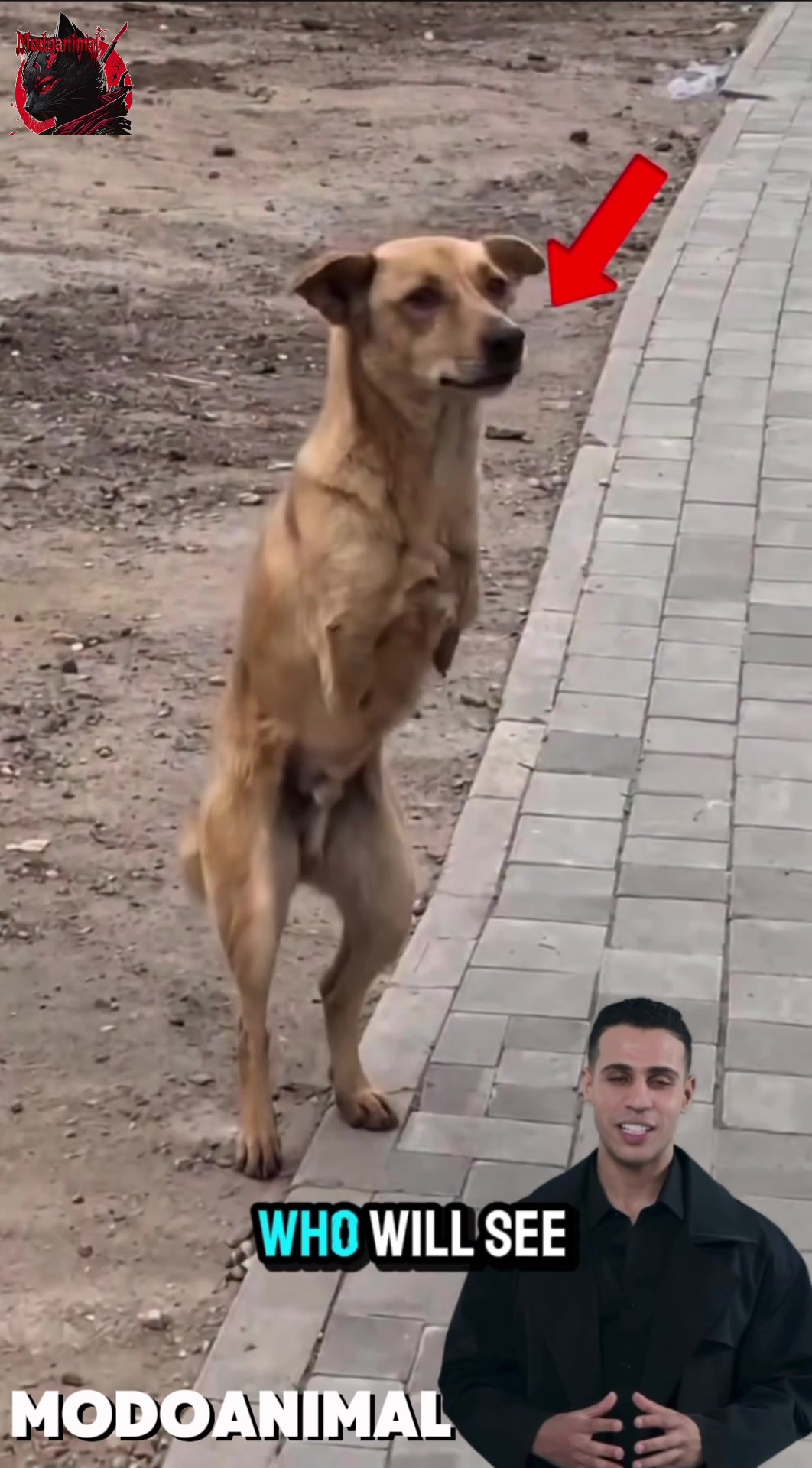 @Modoanimal