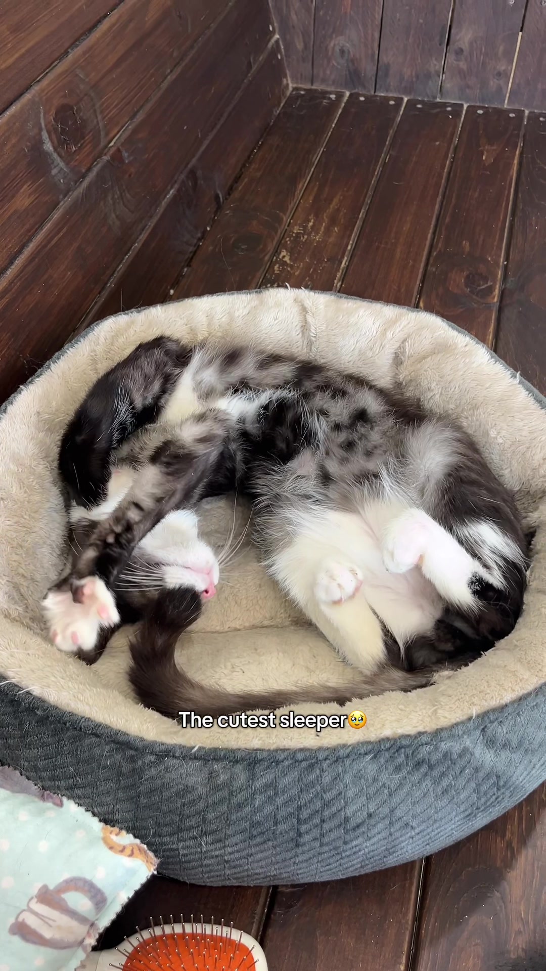 @crazycatcafe