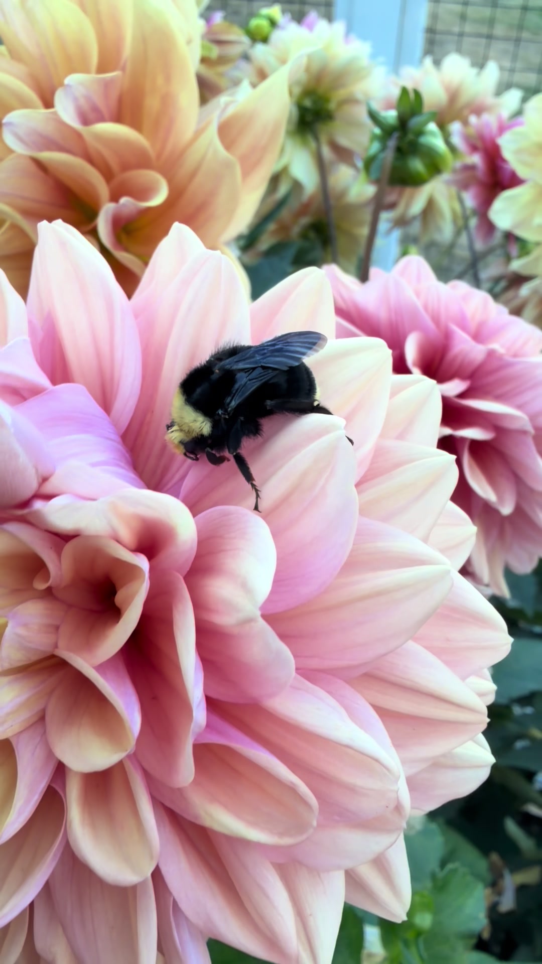 @Only The Pretty Petals