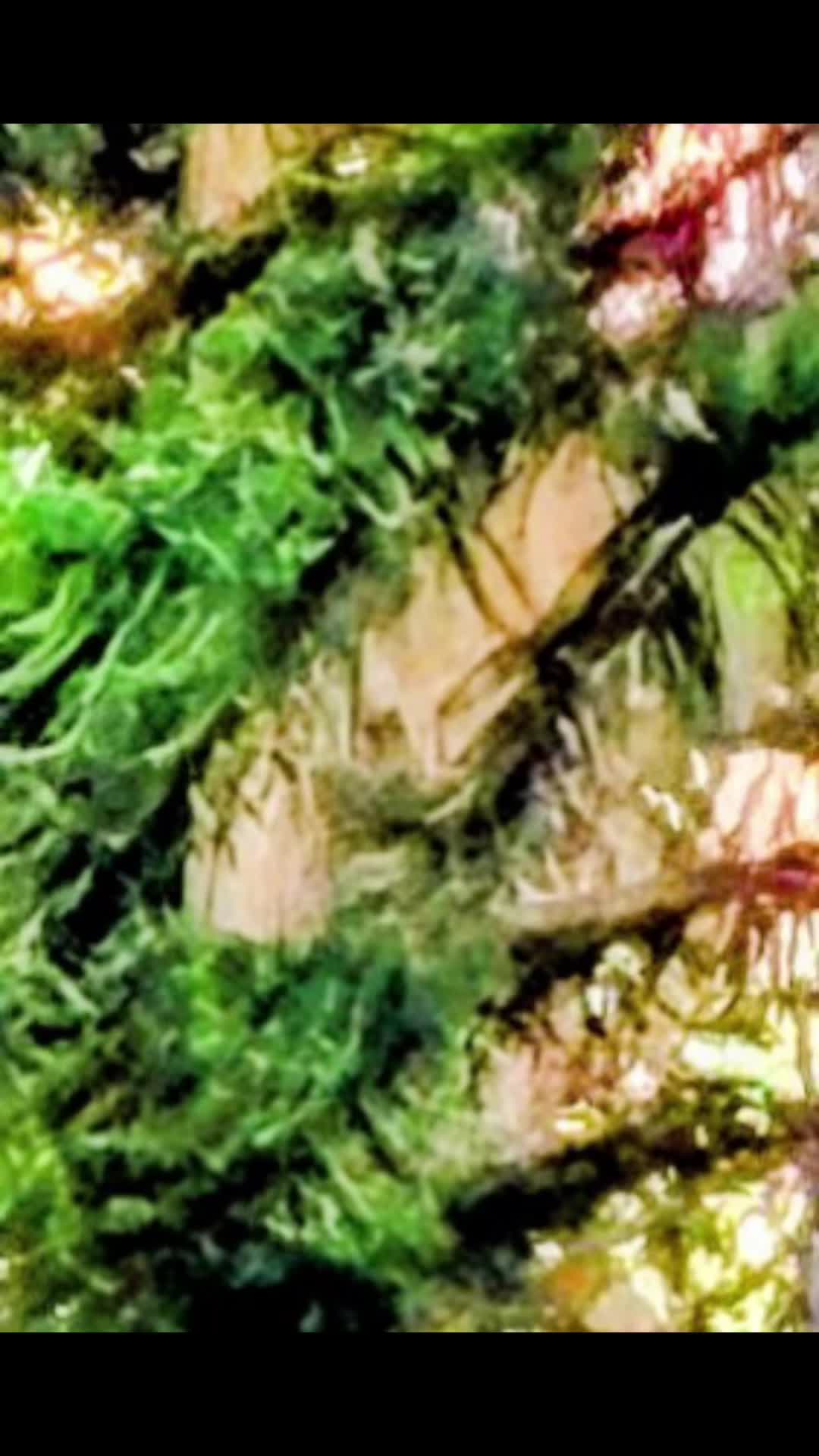 @🌲Forest Friend🌲🙏💗