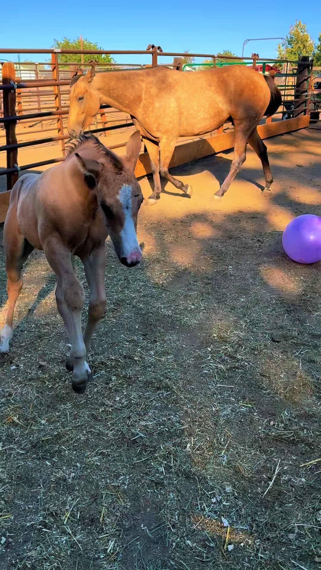 @Cowgirl Tuff Colt Training ❤️