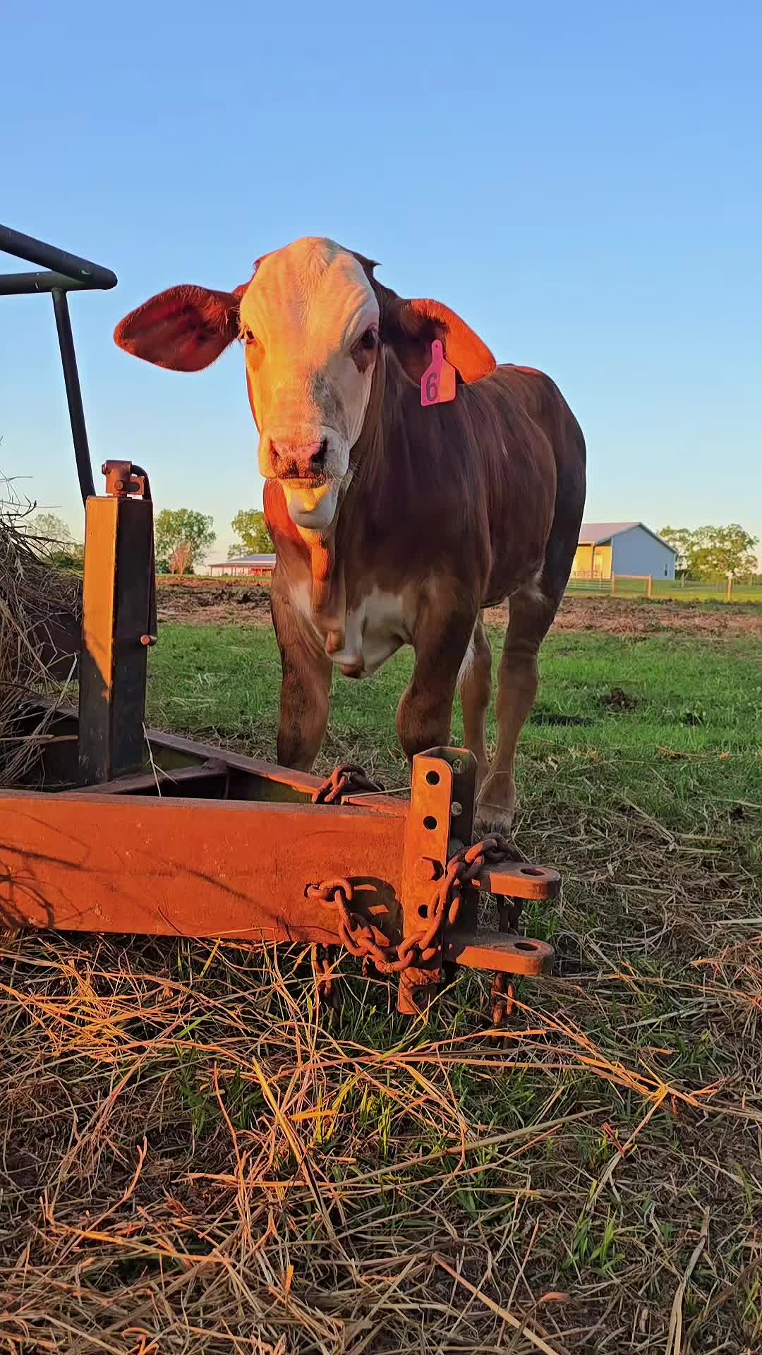 @M.I. CATTLE CO.