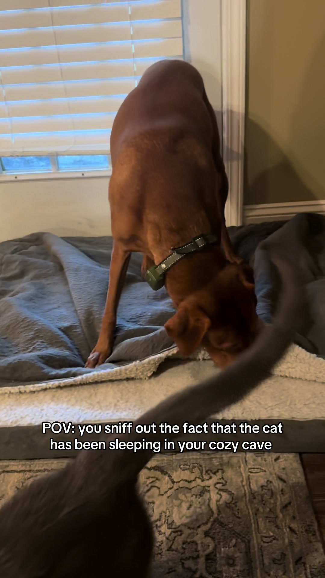 @Tycho the vizsla