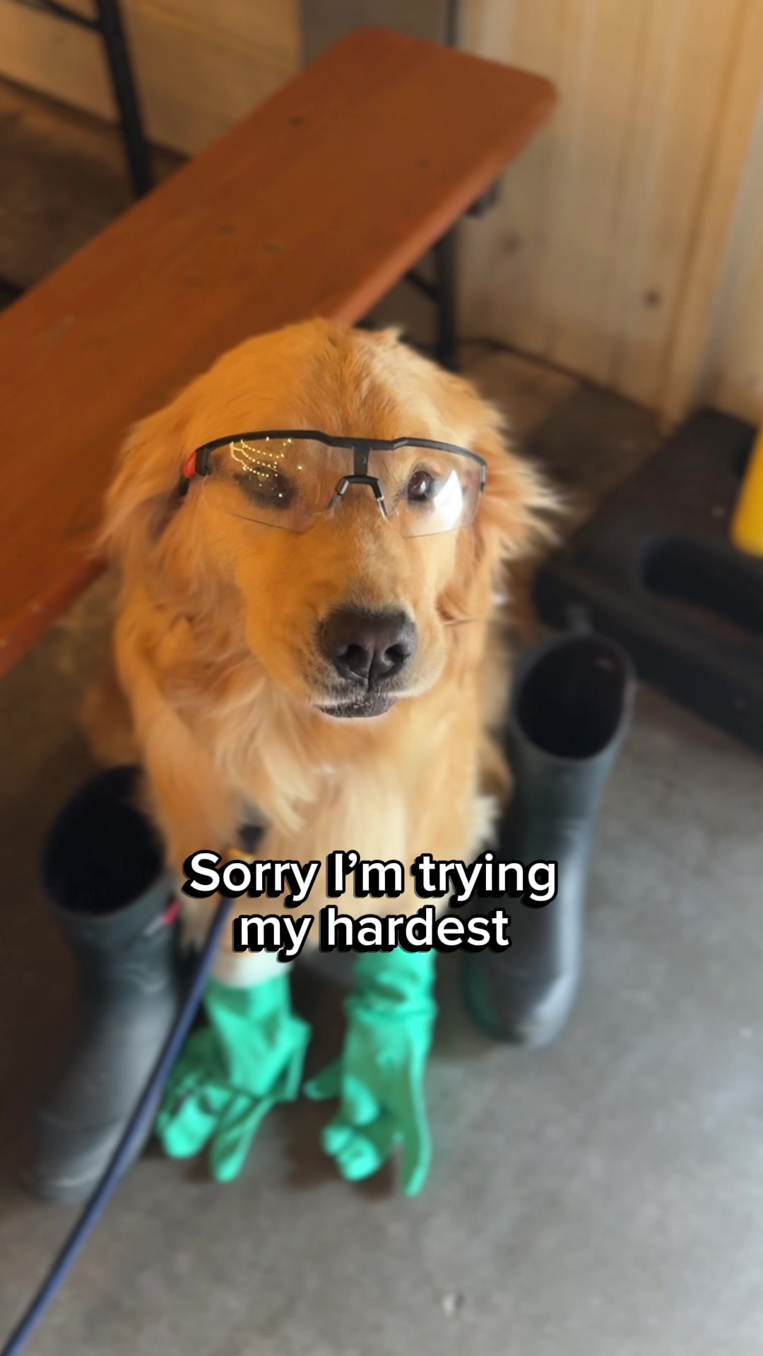 @Winter the Golden