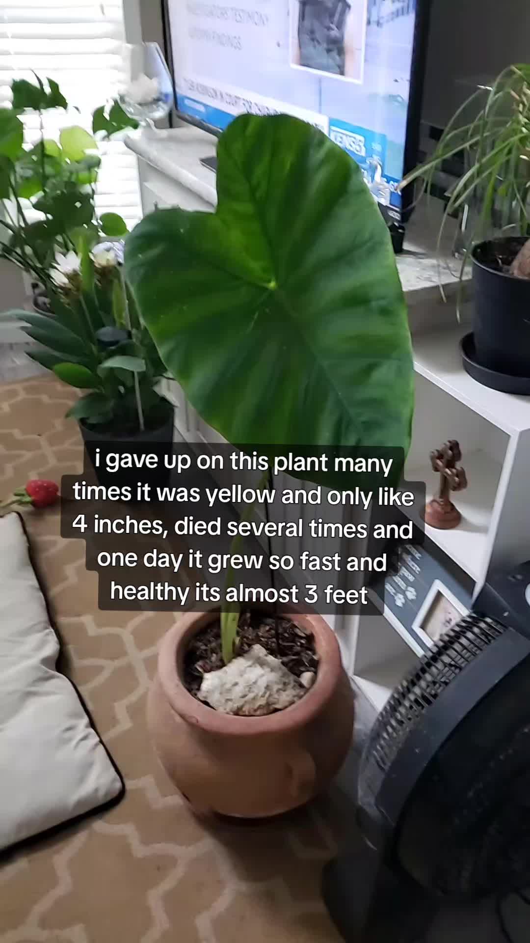 @Tiny