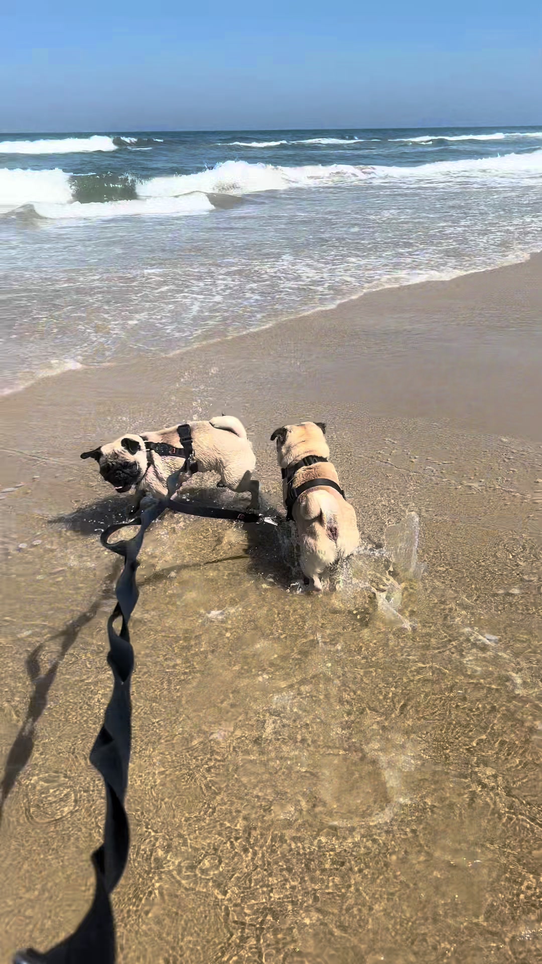 @pugSofyHarry