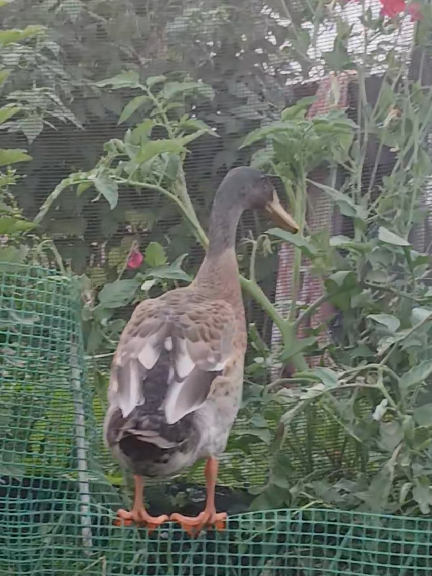 @Kaczogród u Milki🦆🦆🦆🦆