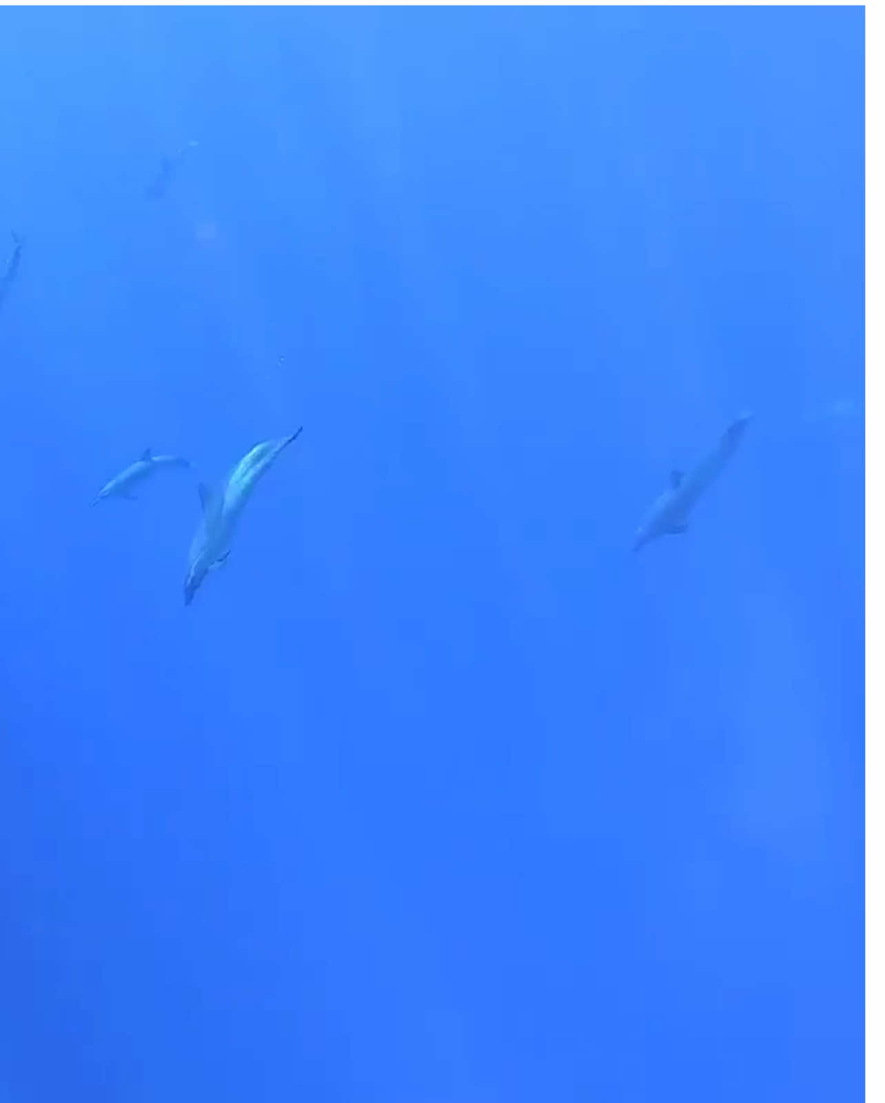 @808moba 🍍🌴🐬🧸⚓️✈️🍌🦆🦁