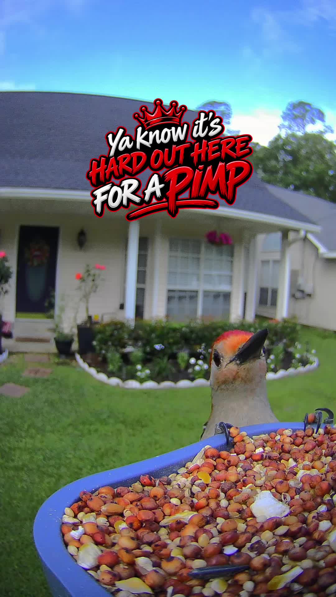 @back_yard_birding