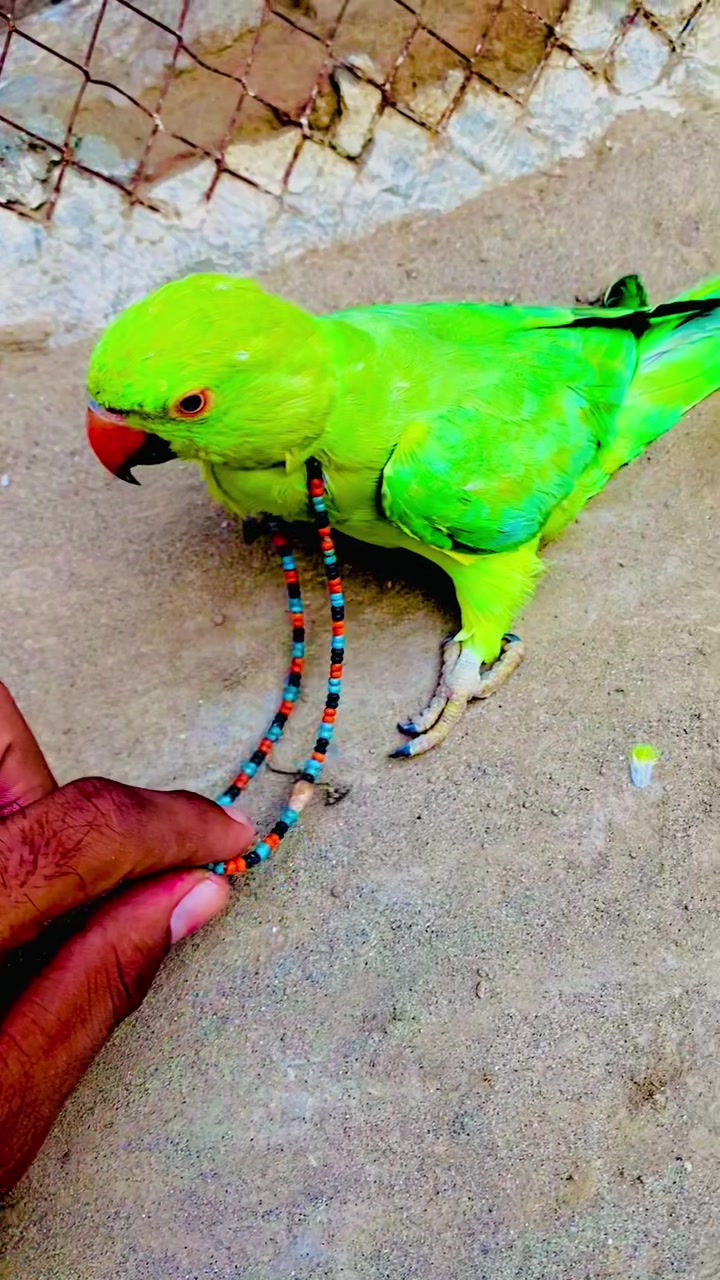 @ʜᴀʀᴏᴏɴ ᴊᴏʏɪᴀ