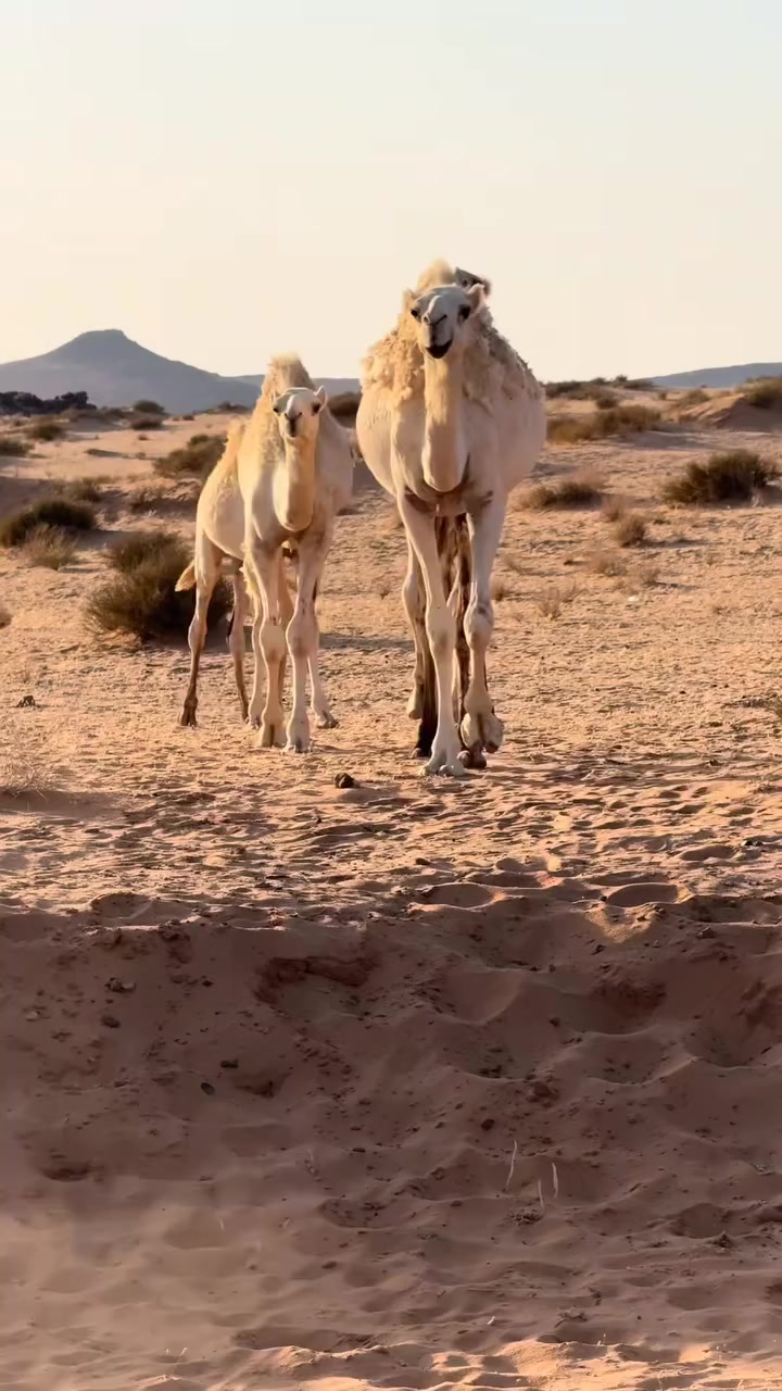 @eooeo_78788