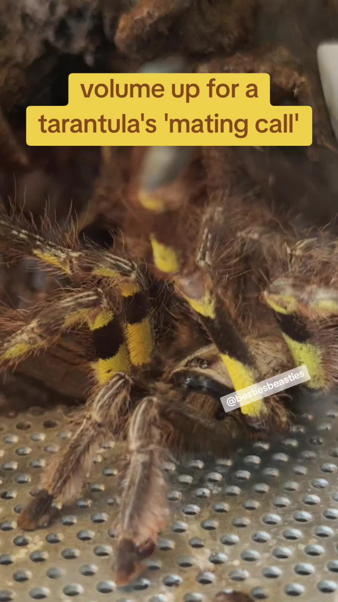 @Bestiesbeasties