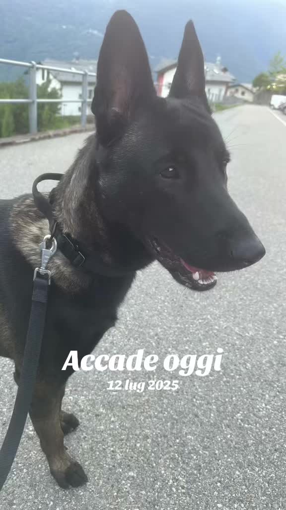 @ULLR&HEL Malinois
